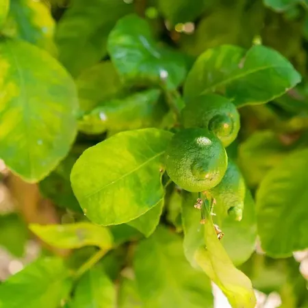 Corte Tredomus 別荘 *